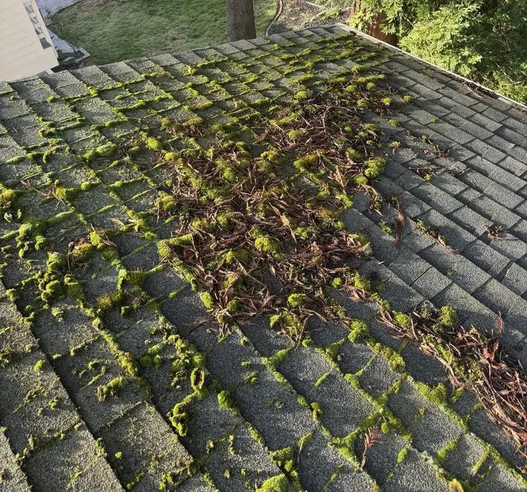 moss-cover-roof-folsom-ca A moss covered roof in Folsom California